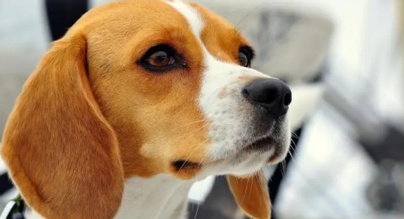 比格猎犬的智商有多高?我来告诉你答案! 比格猎犬的智商有多高?我来告诉你答案!