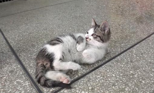 每天上门要鱼吃的流浪猫，面对美味却选择叼走，皆因它是个妈妈