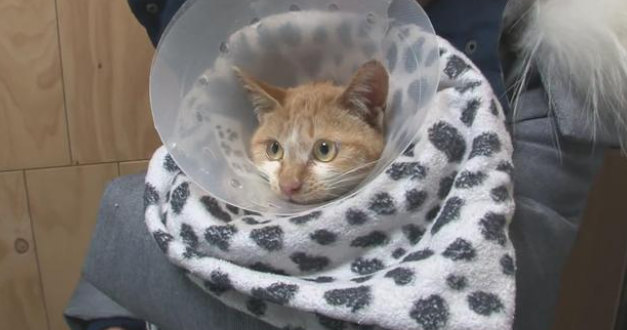 心疼！猫咪下水道意外死去，同伴守护一个月不愿离开