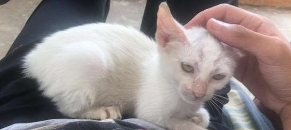 小猫擅躺人家肚子上睡得超香 醒来就拥有一个家了