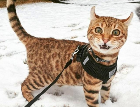 城市貓回鄉下第一次見雪，瞬間懵逼，下一秒反應讓眾人捧腹