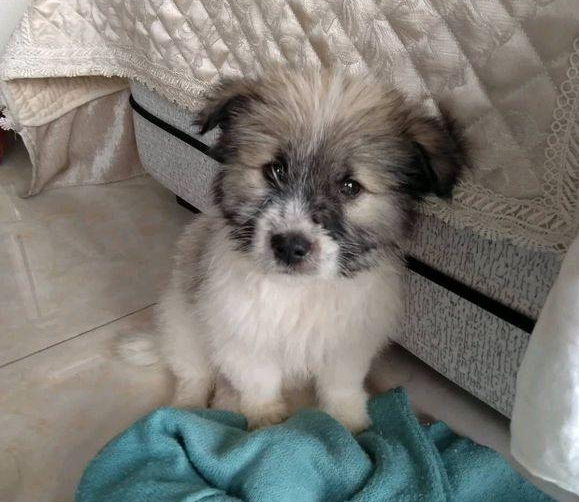流浪犬被抛弃在公园，女生要想收留，盆友：小土狗，丢面子