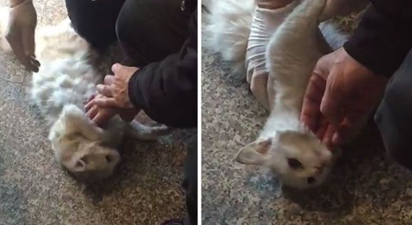 猫咪鬼门关前走了一回 因祸得福获真命猫奴