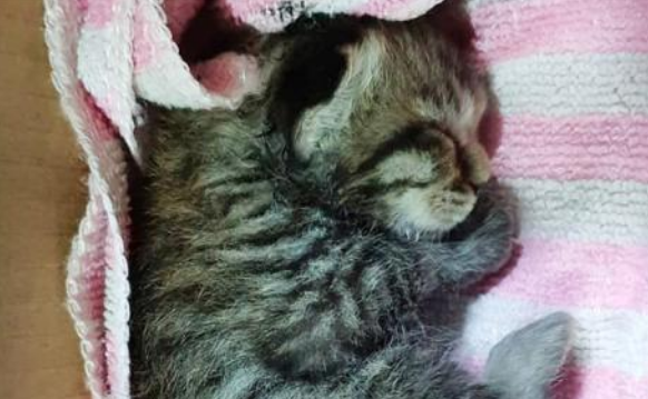 马路中间忽现小奶猫，车主不顾危险停车救猫，每个生命都值得尊重