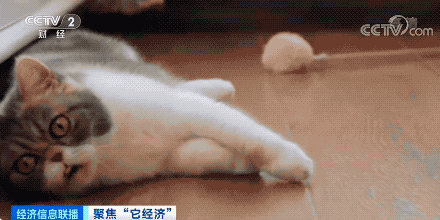 宠物行业白皮书：我国养猫人群数超过养狗人群数