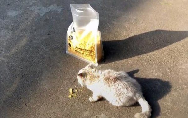 饿到吃钢丝球的流浪小猫，好心人试图阻止，猫咪的反应让人泪目