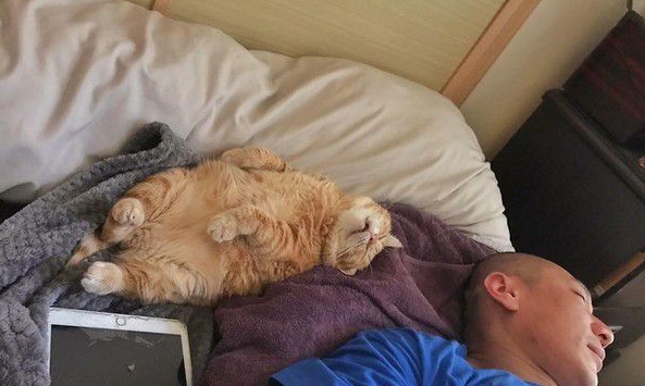 超级贪睡喵星人 睡眠深层到能够边睡边剪指甲