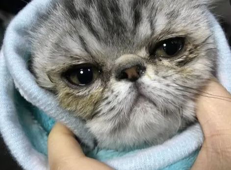 猫咪有鼻屎是正常情况吗 猫咪有鼻屎是正常情况吗