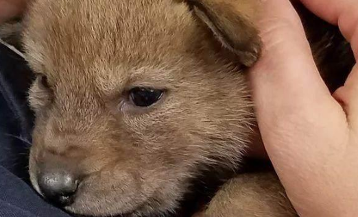 马路边捡到一只小狗送来警察局，训犬师一看吓傻了：这并不是狗