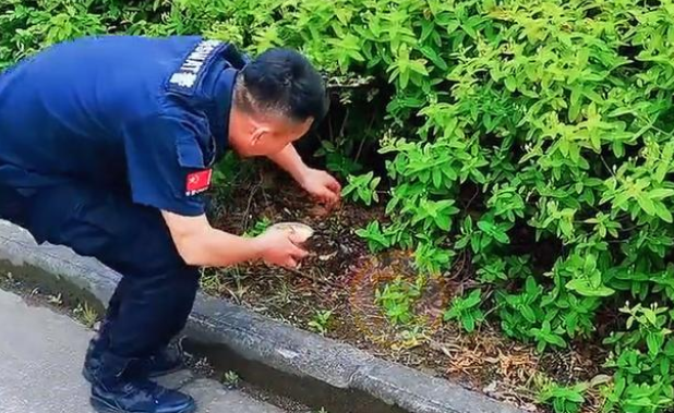被特警小哥喂养的流浪狗，成了他的小跟班，有了新家也不想离开