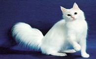 土耳其安哥拉猫属于短鼻翼猫吗