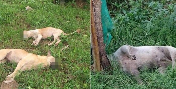 公园10几只流浪狗遭灭族 家犬散步也误食毒药身亡