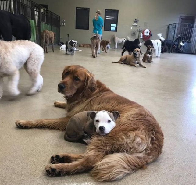 比特犬小狗睡遍幼儿园所有狗狗,主人:多亏大狗让着它 比特犬小狗睡遍幼儿园所有狗狗,主人:多亏大狗让着它