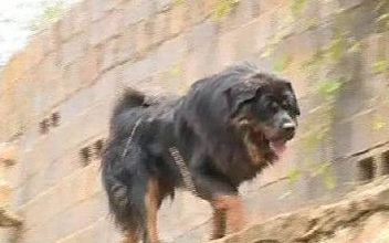 藏獒被困小区吓坏居民 丘北警方紧急寻找主人