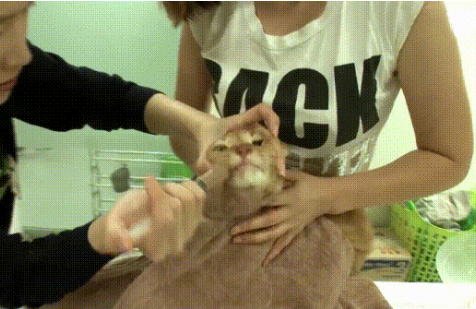 感动！橘猫患上厌食症瘦成皮包骨，善良女孩做了这些事改变了它