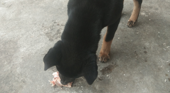 土狗的衣食住行条件真棒，常常啃大骨头吃，都快很腻了