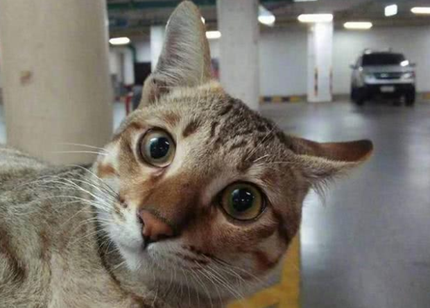 猫咪常驻停车场兼职，每天「探头收费」萌爆