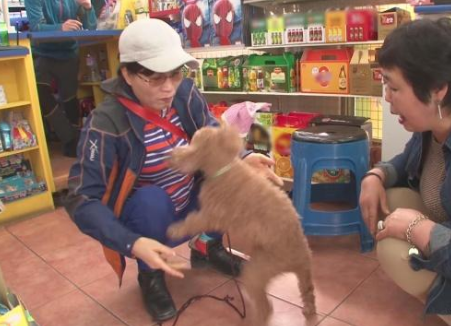 七岁贵宾犬被陌生人抱走,被找到后竟变成这样,主人不忍哭成泪人 七岁贵宾犬被陌生人抱走,被找到后竟变成这样,主人不忍哭成泪人