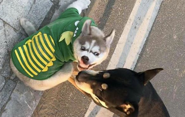哈士奇和柴犬打架斗殴，每一张照片全是表情包，二哈：搞笑幽默我从未输过