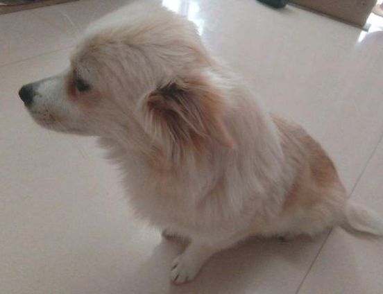 流浪狗跑来店里寻食，男孩儿喂点剩饭后，谁曾想狗狗却此后拥有个家