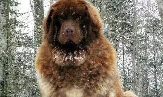 这类超大型犬,外观设计比藏獒凶猛,胆量却比芝小孩小,称为北欧风巨怪 这类超大型犬,外观设计比藏獒凶猛,胆量却比芝小孩小,称为北欧风巨怪