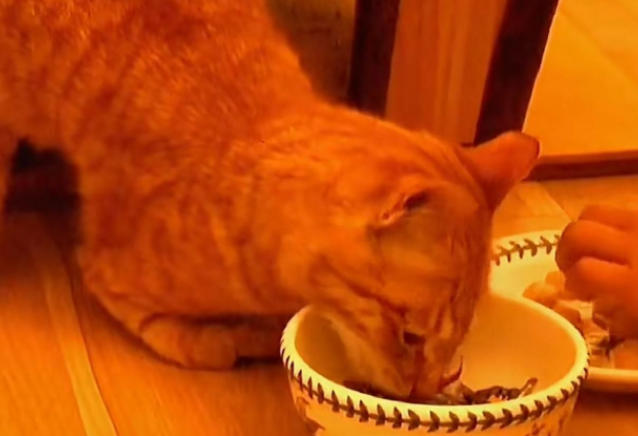 橘猫每日拖着残疾双腿乞讨,后被好心大姐收为宠物 橘猫每日拖着残疾双腿乞讨,后被好心大姐收为宠物