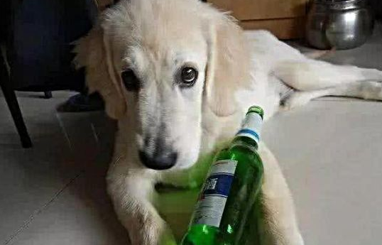 金毛求知欲重，偷喝主人家喝剩的葡萄酒，怎料不胜酒力，随后……