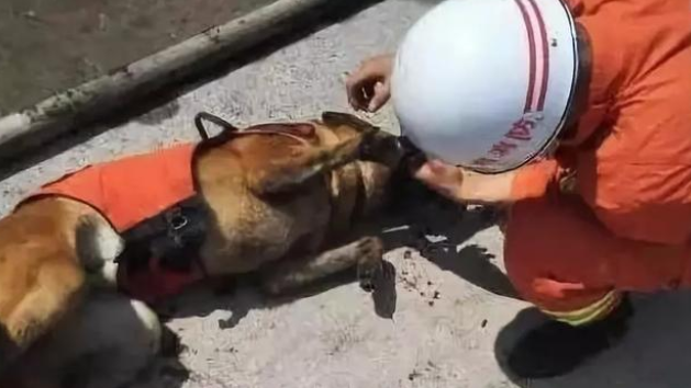 搜救犬惨遭下毒：杀死英雄的凶手，你还是人吗？