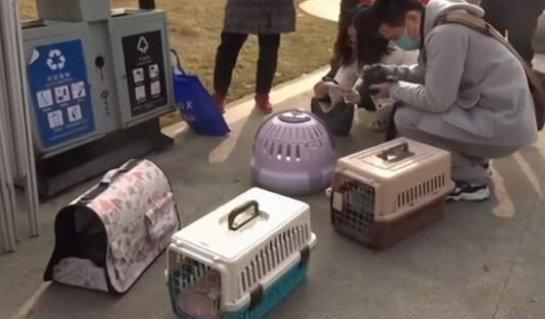 “拆蛋部队”来了,猫主人要忍住不要笑,这是严肃的事情 “拆蛋部队”来了,猫主人要忍住不要笑,这是严肃的事情