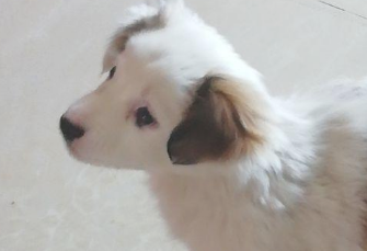 漂泊小奶狗被当废弃物丢在草地上,见到小家伙的样子,女生心痛坏掉 漂泊小奶狗被当废弃物丢在草地上,见到小家伙的样子,女生心痛坏掉