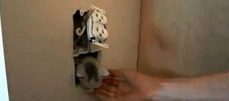 屋内墙壁传来猫叫声 最终在电源插座后挖出小猫 屋内墙壁传来猫叫声 最终在电源插座后挖出小猫