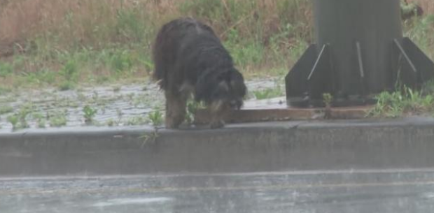 狗狗被送出后惨遭遗弃,马路等候数月终回主人怀抱 狗狗被送出后惨遭遗弃,马路等候数月终回主人怀抱