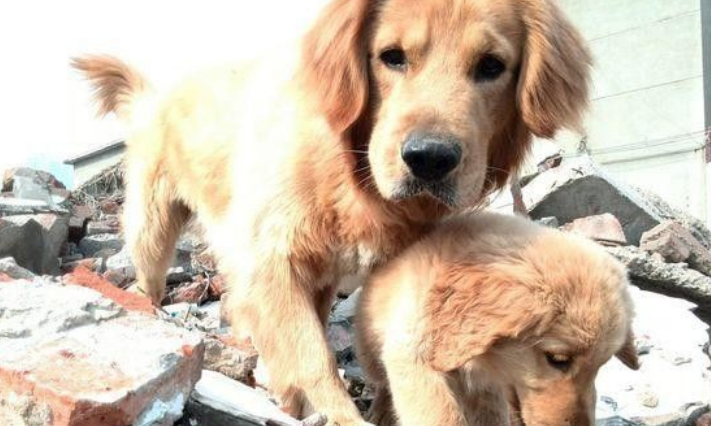带两黄金猎犬回老家 狗狗却在门口当起石狮子 带两黄金猎犬回老家 狗狗却在门口当起石狮子