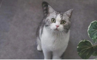 猫吐该如处理