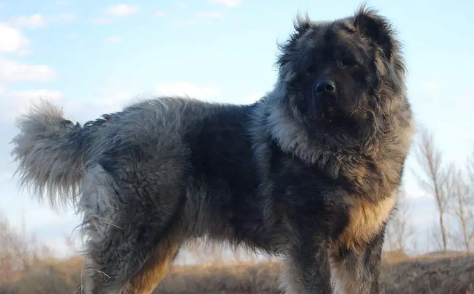 一定要了解高加索犬的优缺点，再决定是否养它！