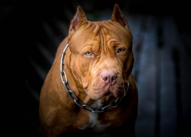 慎养烈性犬！3岁聋哑男童被比特犬攻击，因无法呼救惨遭默默撕咬