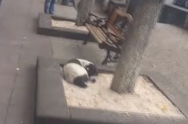 男子丢失爱犬寻找三年 路边重逢画面超感人 男子丢失爱犬寻找三年 路边重逢画面超感人