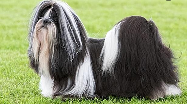 西施犬的缺点