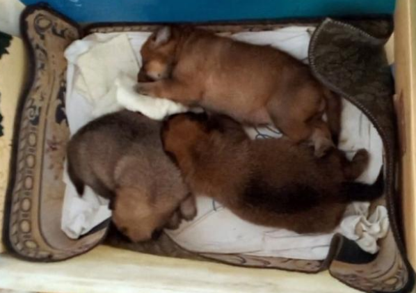 等待主人的忠犬，从小狗变成狗妈妈，到失去幼崽，也没等到主人