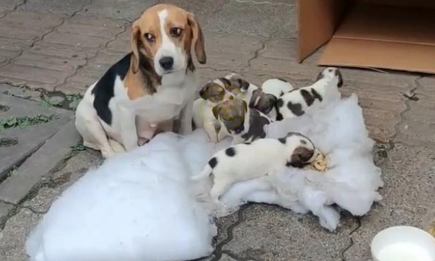 生产完的比格犬,和小狗一起被弃养,面对食物妈妈的反应让人泪目 生产完的比格犬,和小狗一起被弃养,面对食物妈妈的反应让人泪目