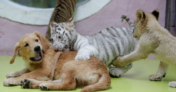 超级萌烦！不同物种动物被黄金猎犬妈妈带大