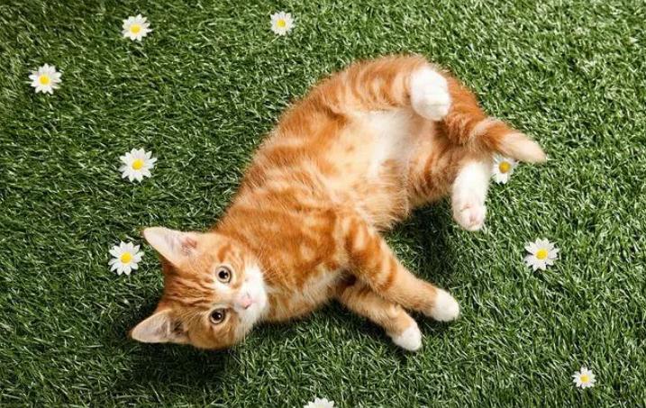 猫咪涨奶有什么解决办法