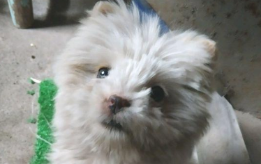 女生喂流浪犬点吃的食物后,她前脚刚进门处后脚小家伙就跟踪了家