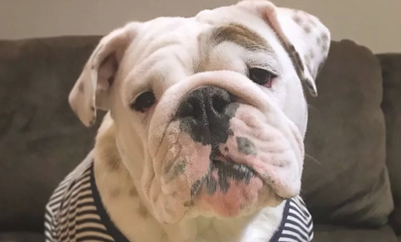 斗牛犬:小狗只能肥肥的,衣食住行才会淘宝旺旺的! 斗牛犬:小狗只能肥肥的,衣食住行才会淘宝旺旺的!