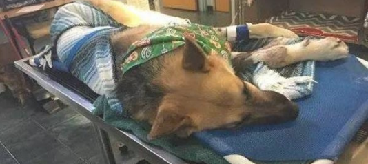 收留的狼犬一到新房子初遇小主人忽然飞扑，向前阻拦时爸爸妈妈奔溃流泪