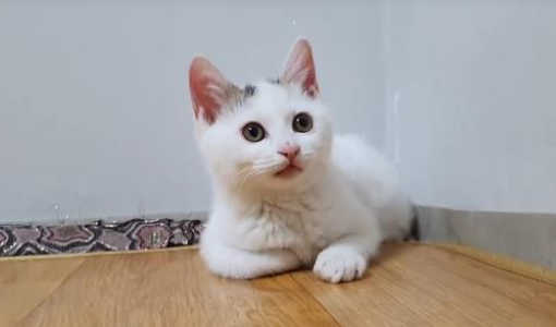 2个月的小猫被人伤害，爪子缺失一半，被救后依然信任人类