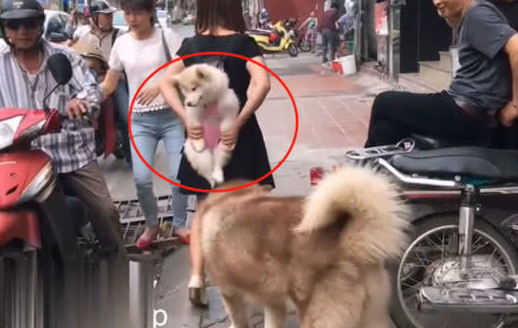 主人带着二只狗出门，一心显摆却忽视重中之重，路人很无奈