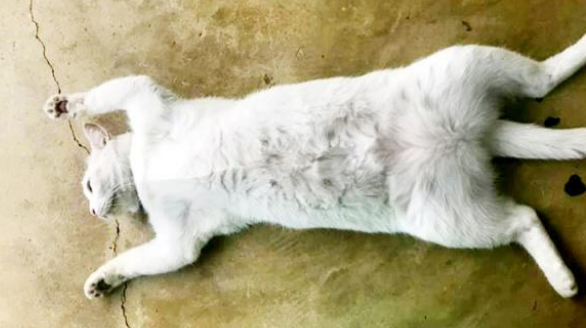 猫四仰八叉一动不动躺在地上，好心人以为其出事了，走近一看……