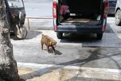 流浪狗中的心机汪，凭借一己之力成为家犬，喜获铲屎官！