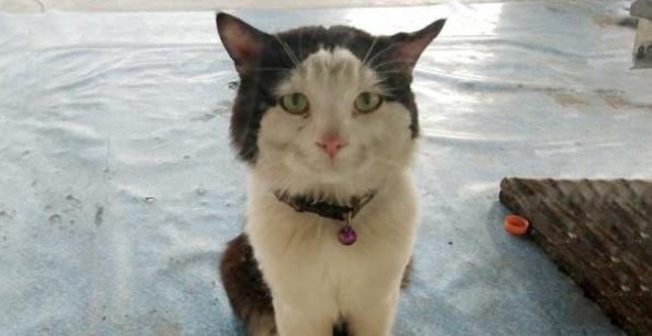 公猫默默守护母猫一年之久,到头来竟只是备胎,主人忍不住心疼 公猫默默守护母猫一年之久,到头来竟只是备胎,主人忍不住心疼
